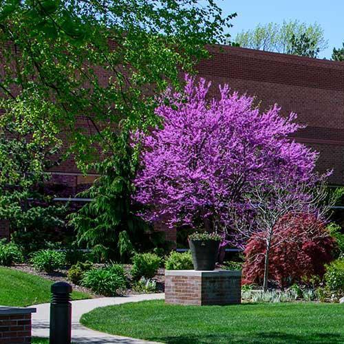 Yien Garden in spring